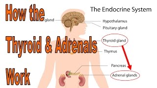 How to heal your thyroid and adrenals