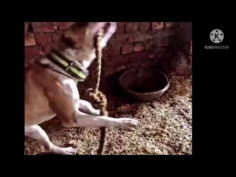 Tiger_4x4 (R.M.G) full hot blood line (tiger blood)