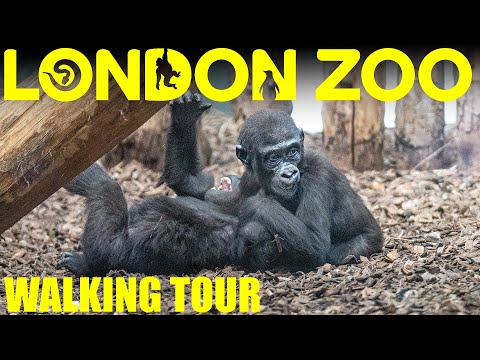 London Zoo -  Full Walkthough with Ultra Close up Animal Footage - Walking Tour