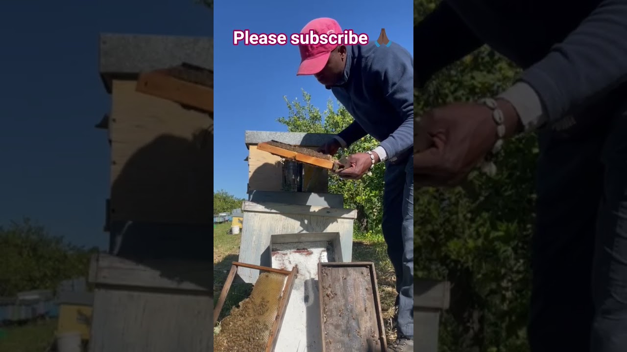 my personal bee hive