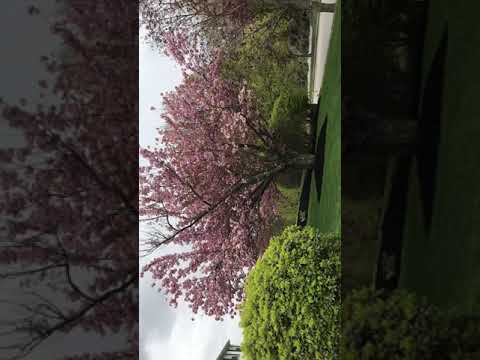 Celma  яGreetings from America