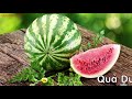 TÊN GỌI CÁC LOẠI TRÁI CÂY CHO BÉ LEARNING NAME FRUIT FOR KIDS ENGLISH NAME FRUIT FOR BABY