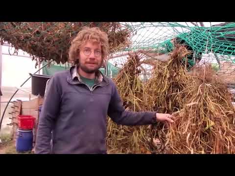 Pealing the Beans efficiently