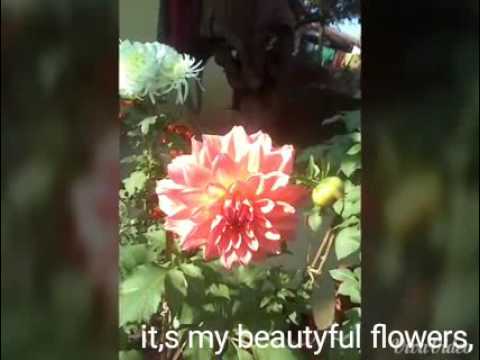 My beautyful flowers