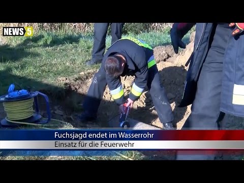 12.10.2015 (HO) Fuchsjagd endet im Wasserrohr - Einsatz für die Feuerwehr