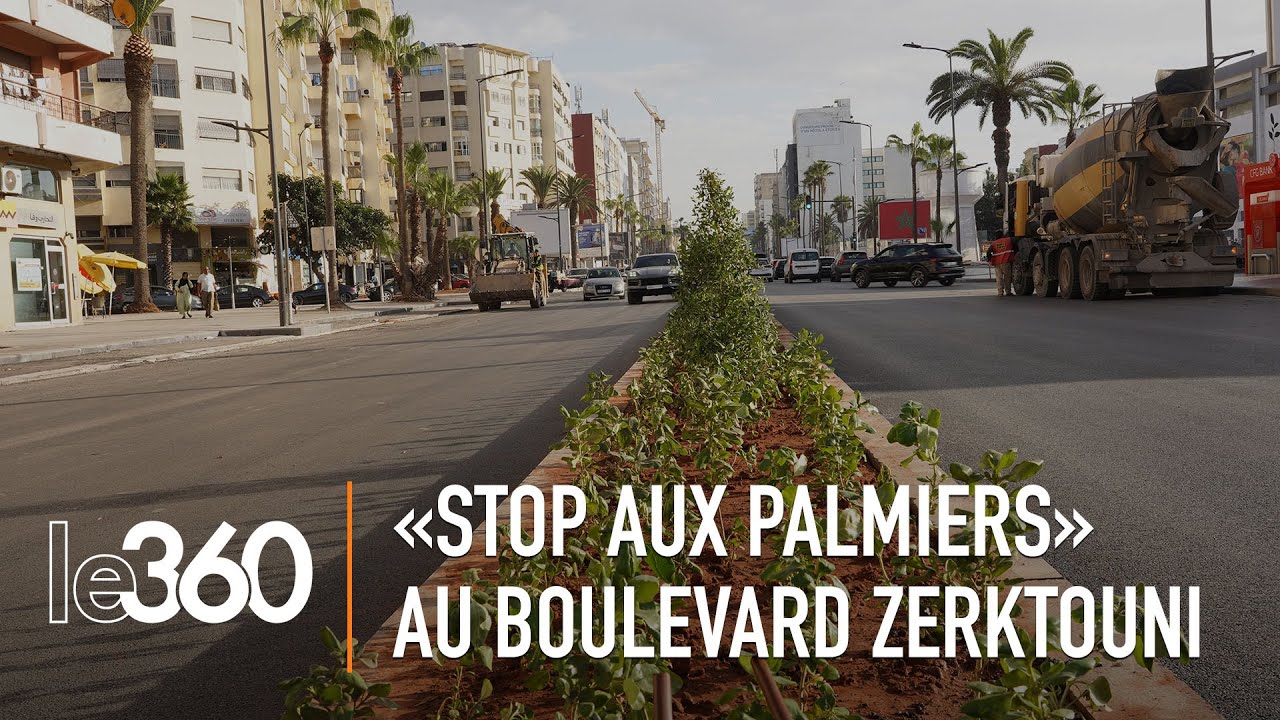 Casablanca se dirige vers la fin de la plantation des palmiers washigntonia