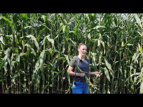 KWS Maisstorys - Silomaisernte 2021 – Fokus auf Qualität