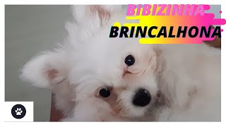 CACHORRINHA BIBI