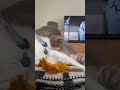 Belly Licks