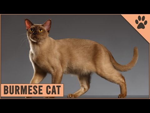 Burmese Cat Breed | Everything You Need To Know