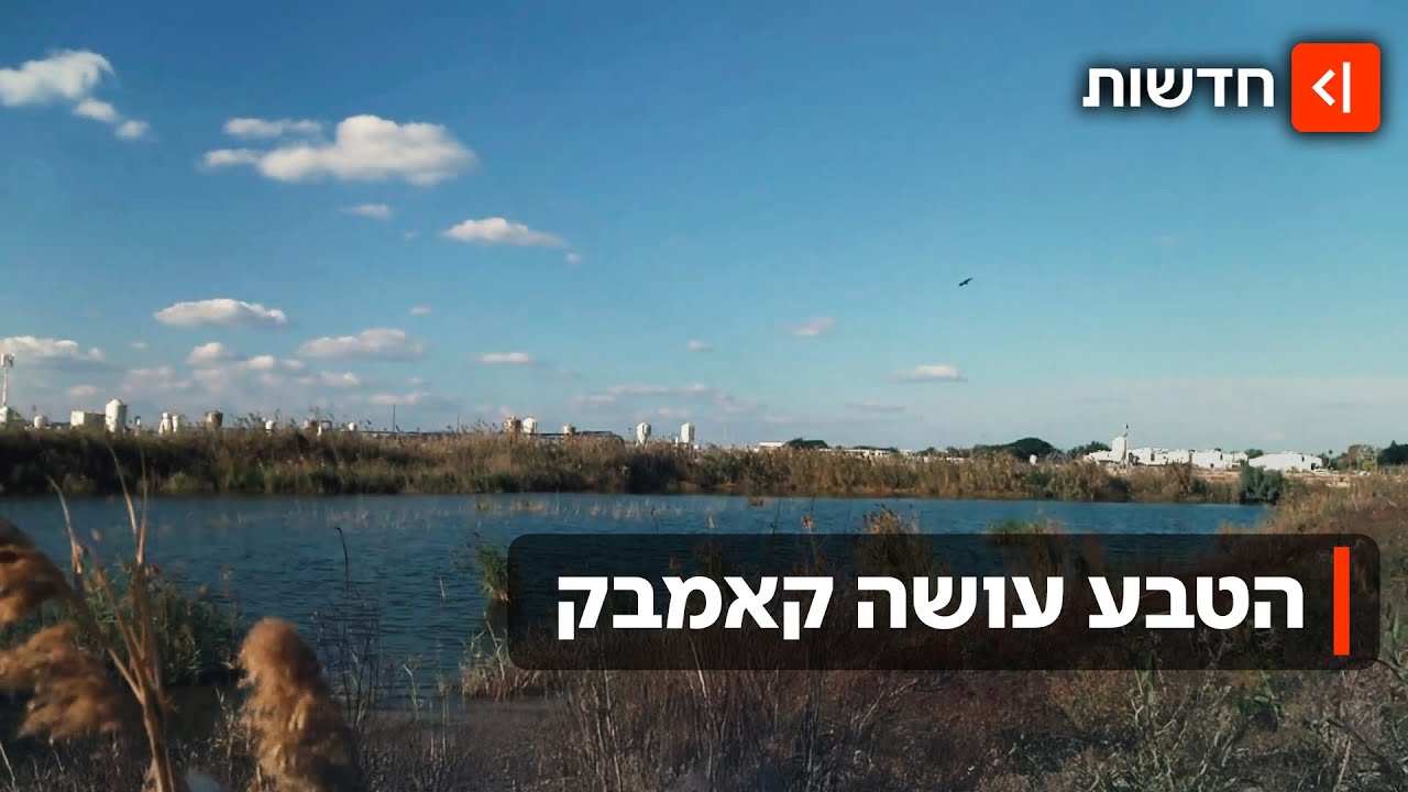 גם התנינים יחזרו? המבצע מפתיע להחייאת הביצות