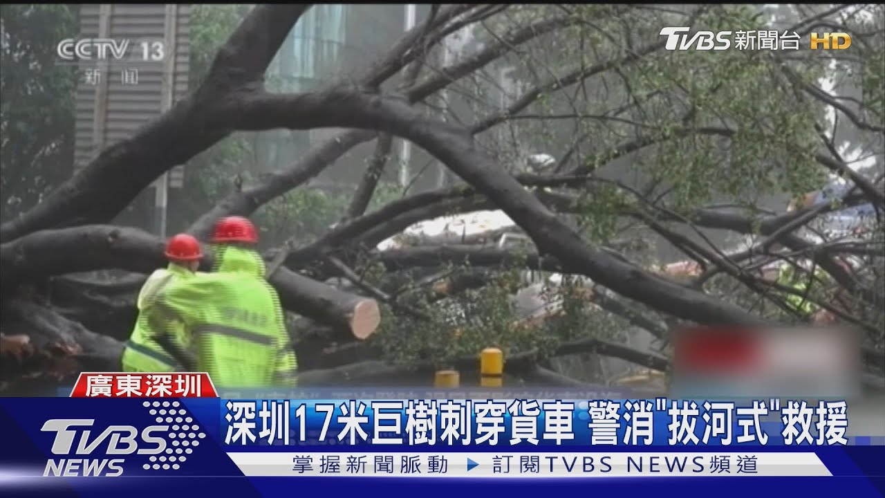 薇帕颱風襲廣東 深圳17米巨樹砸車駕駛傷