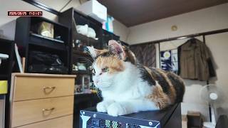 三毛猫フミちゃん  LIVE配信   2026年8月25日　calico cat　(LIVE stream)