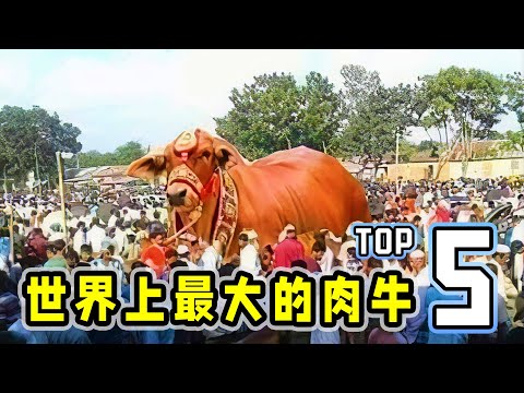 , title : '世界上最大的肉牛，一天长出一只鸡，成年后可以做10000个汉堡！| World's Largest Bulls Top5！'