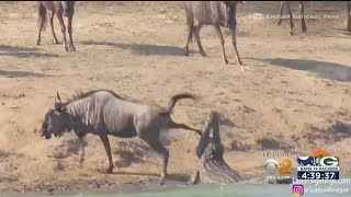 Caught On Video: Hippos Save Wildebeest From Crocodile