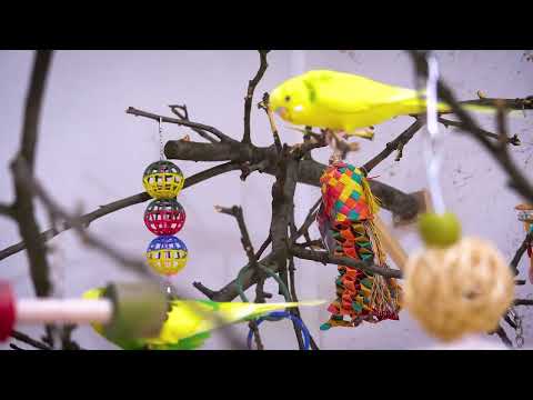 8 Hour Budgie Sounds | Garden Aviary