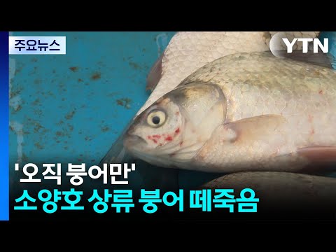 강원도 소양호에서 붕어만 죽는 이상한 일이 일어나고 있어요