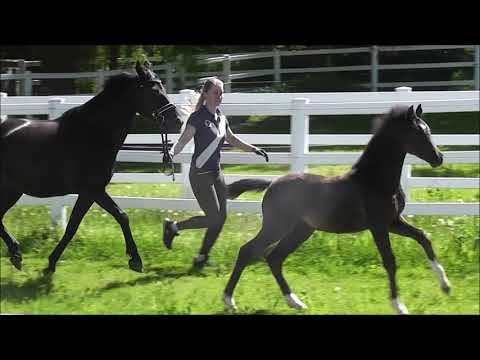 PAV GANOVE DR H. v. PHW'S Grandios - Strahlemann