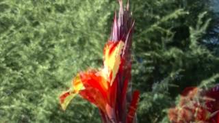 MOZART-  Laudate Dominum & Time Lapse Canna Lily 20160903
