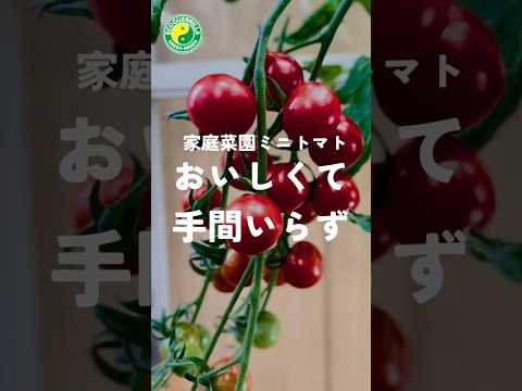 味、収量、耐性の点で最高のトマト品種は何ですか?  庭園