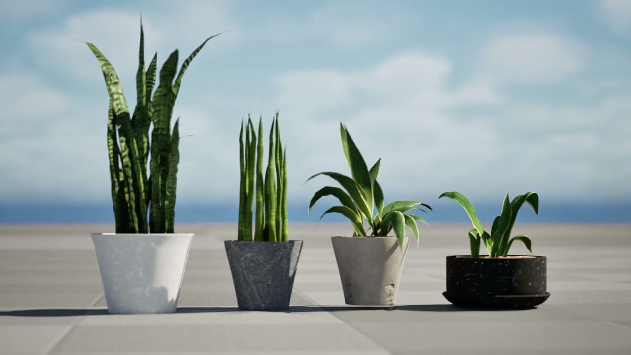 Dracaena Trifasciata Laurentii 3D Model