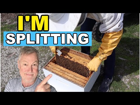 Beekeeping 101: Swarm Prevention & Splitting Your Hive