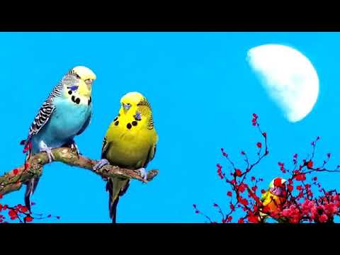 Cover Musica Cristiana Instrumental Flauta Andina