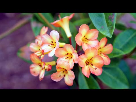 , title : 'The Garden Gurus - Vireya Rhododendrons'