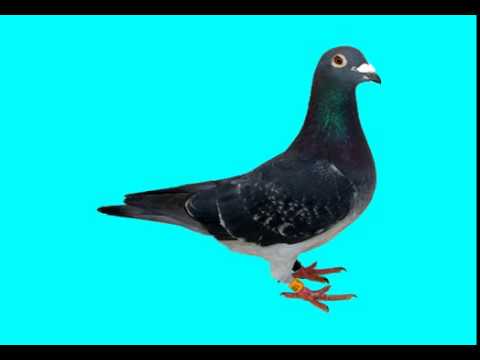 Lieutenant Pigeon - Mouldy Old Dough  Stereo Remaster 2017