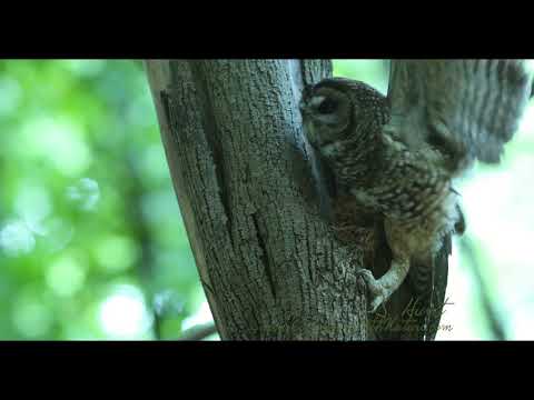 Northern Spotted Owl hunts for nestlings