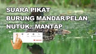 Download lagu SUARA PIKAT BURUNG MANDAR/PELAN/MOORHEN BIRD....NUTUK...MANTAP... mp3 Download lagu SUARA PIKAT BURUNG MANDAR/PELAN/MOORHEN BIRD....NUTUK...MANTAP... mp3