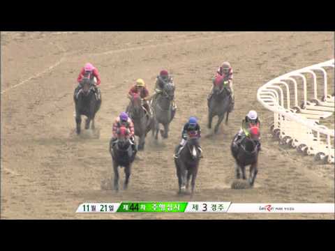 GAMDONGUIBADA stable 19 and Pasquale Borrelli 21.11.2015 Busan