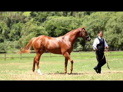 LOTE 02 - DEVASSA VISTA