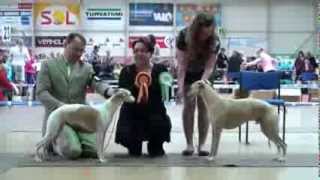 preview picture of video 'Whippet BOB competition at Seinäjoki Int dog show 20.10.2013'