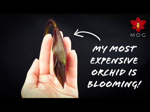 Orchid Updates that boost confidence! #1 - White Vanda, sick Phalaenopsis, Psychopsis spike & more!