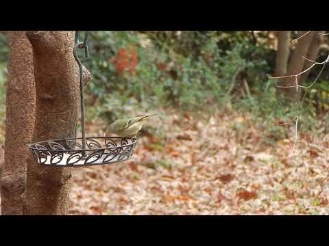 Ruby-crowned Kinglet