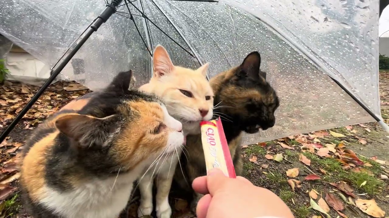傘の下でチュールを奪い合うにゃんこ三銃士。#猫動画 