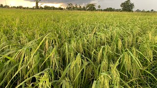 សែនក្រអូប ០១ ជិតច្រូតហើយ ផ្លែល្អ