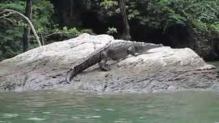 preview picture of video 'Sumidero Canyon Crocodile | sightDOING'