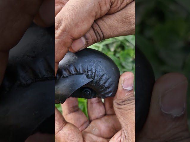 Mitra, Lord Bhaskara Kalpavriksha Vishnu Lakshmipati Shaligram Shila video