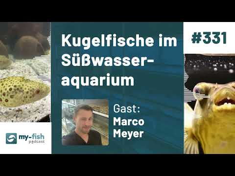my-fish.org - Kugelfische im Süßwasseraquarium - mit spannendem Verhalten (Marco Meyer)
