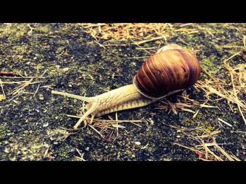 Dzikie konie - Piosenki harcerskie