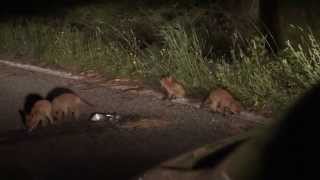 preview picture of video 'Cuccioli di Volpe  Parco d'Abruzzo Villetta Barrea (L'Aquila) presso Pineta zappini S.R. 479'