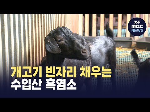 흑염소 농가 역풍 맞아 (뉴스데스크 2025.9.25 광주MBC)