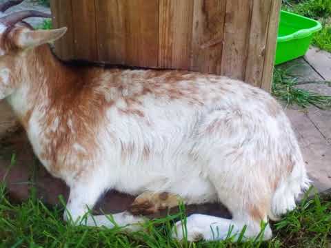 Support No Kill Cat Sanctuary