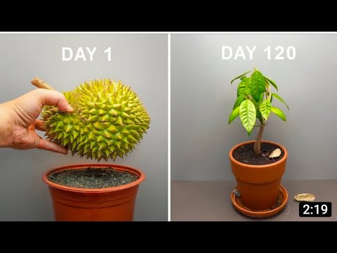 durian seed into plant/by yatharth gamer mode on