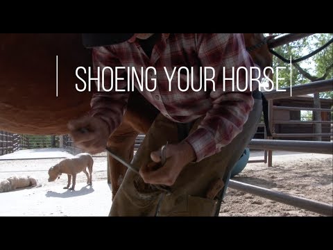 YouTube video about: How old is cole cameron horse trainer?