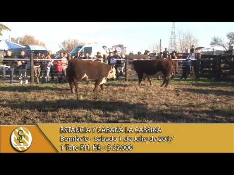 01-07-17 Ventas de Toros P.R. - Estancia y Cabaña La Cassina - Bonifacio.