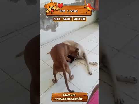 Vídeo de Bob e Safira 