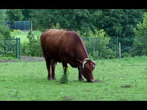 , title : 'Belgian Red Cattle | Everything You Need To Know'